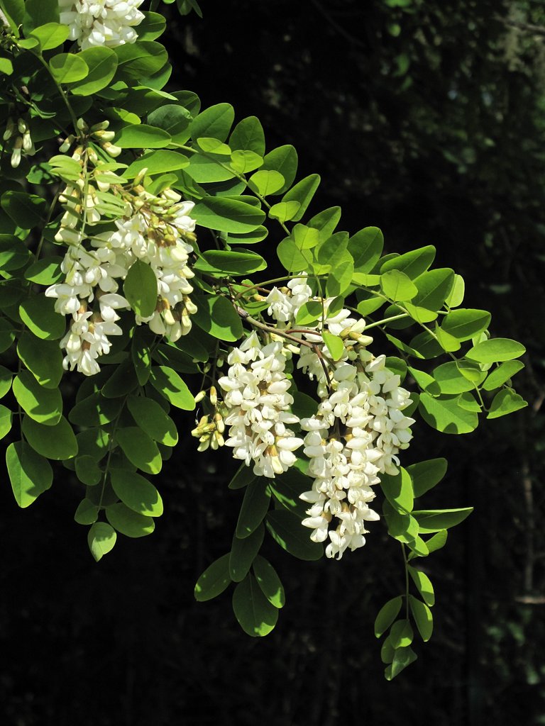 Robinia pseudoacacia